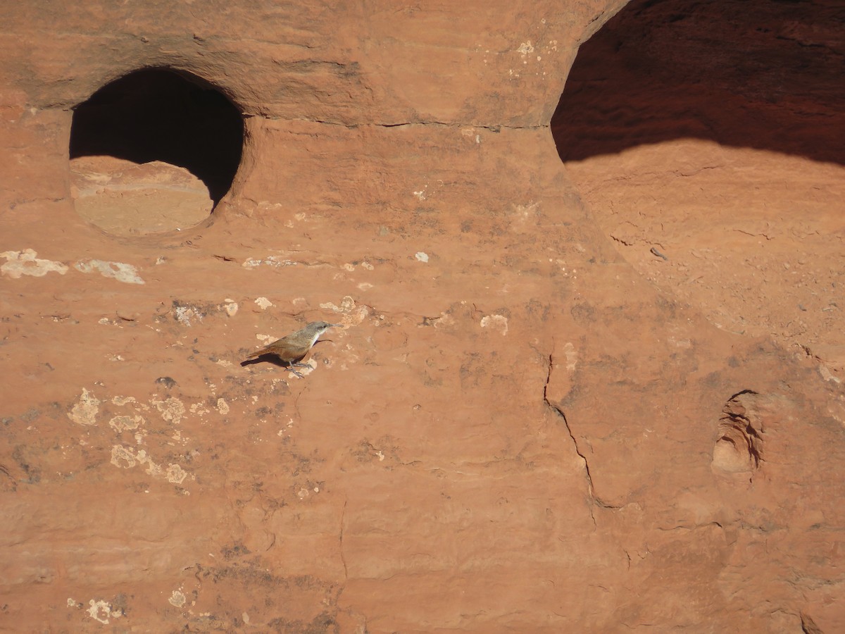 Kanyon Çıtkuşu - ML590525741
