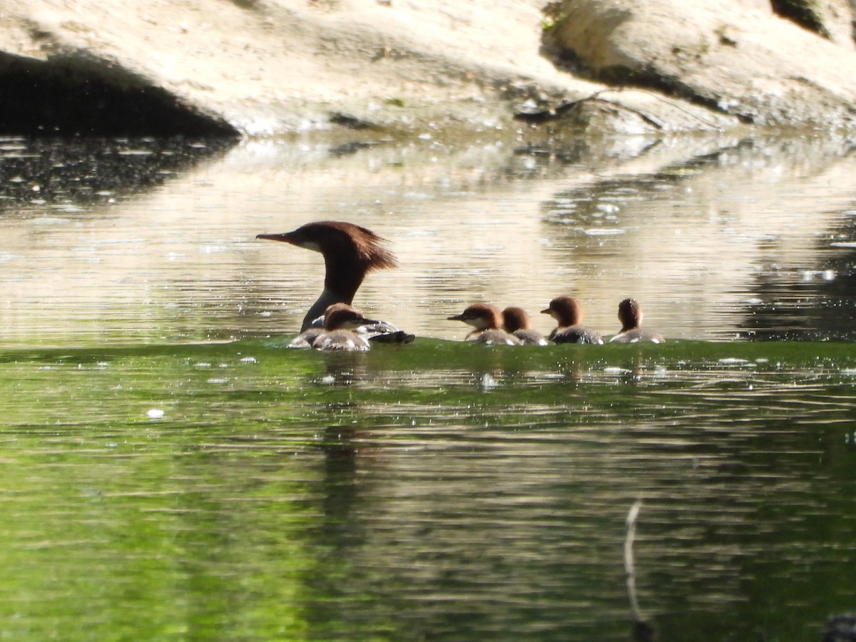 Common Merganser - Benjamin  Miller