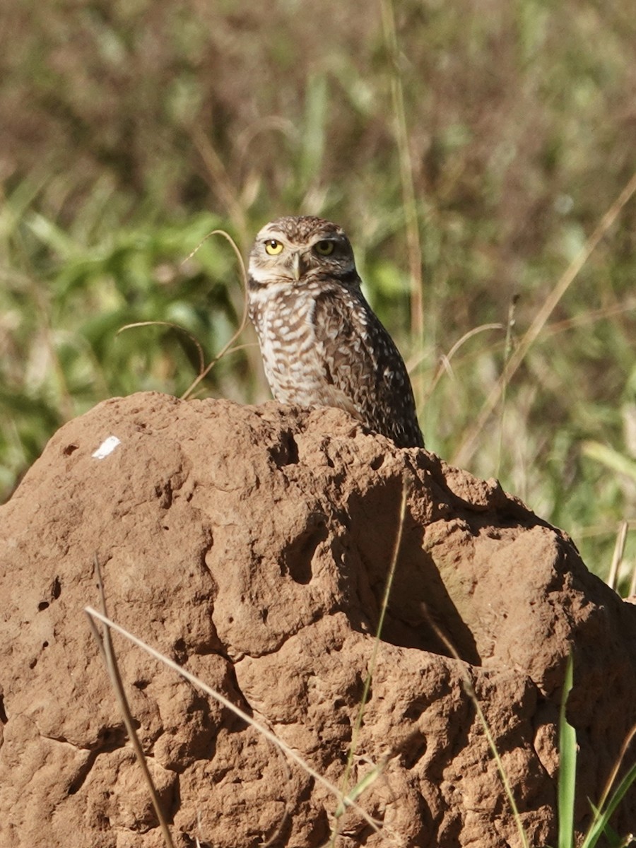 Burrowing Owl - ML590526231