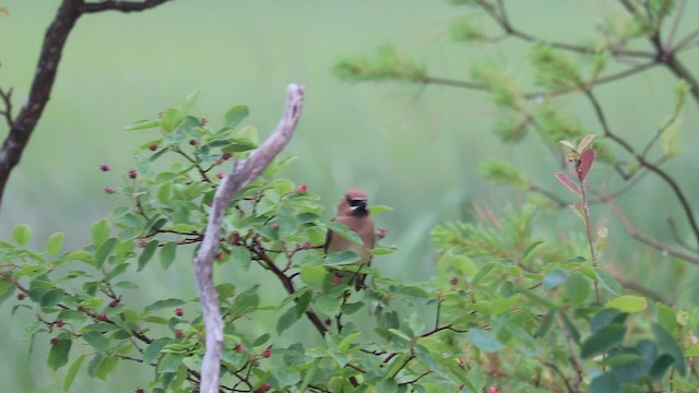 Cedar Waxwing - ML590526881