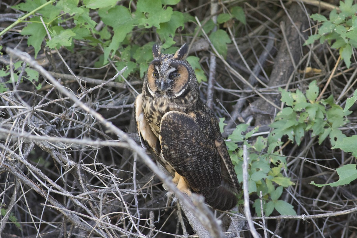 Long-eared Owl - ML590527191
