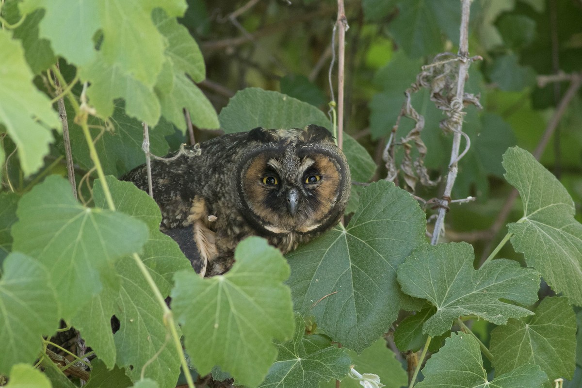 Long-eared Owl - ML590527221