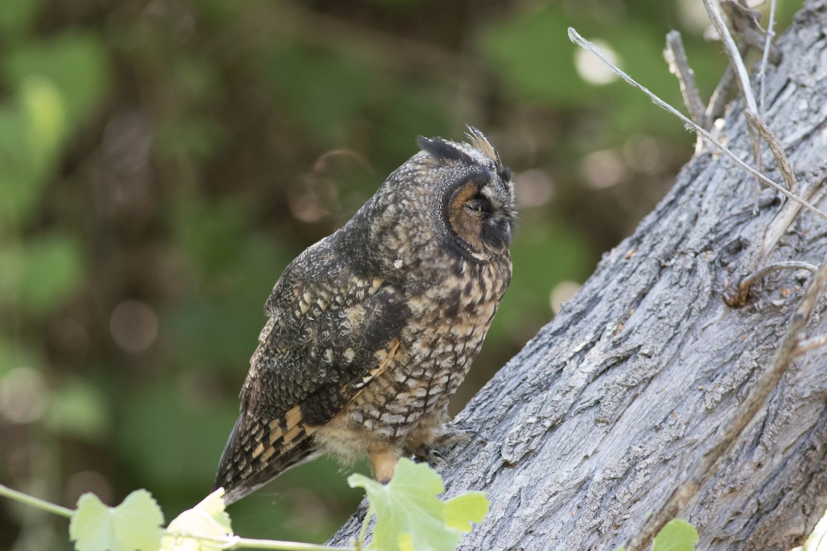 Long-eared Owl - ML590527251