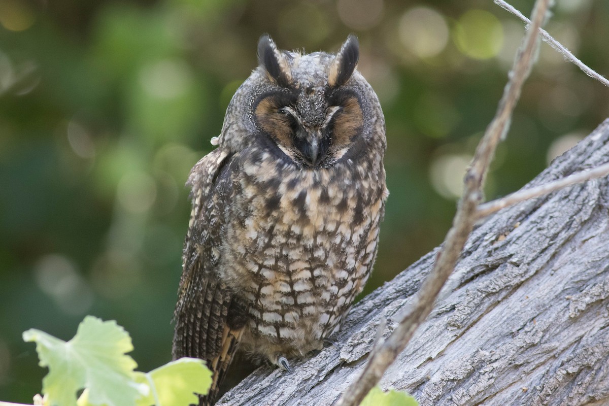 Long-eared Owl - ML590527261