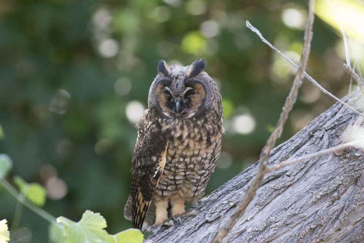 Long-eared Owl - ML590527271