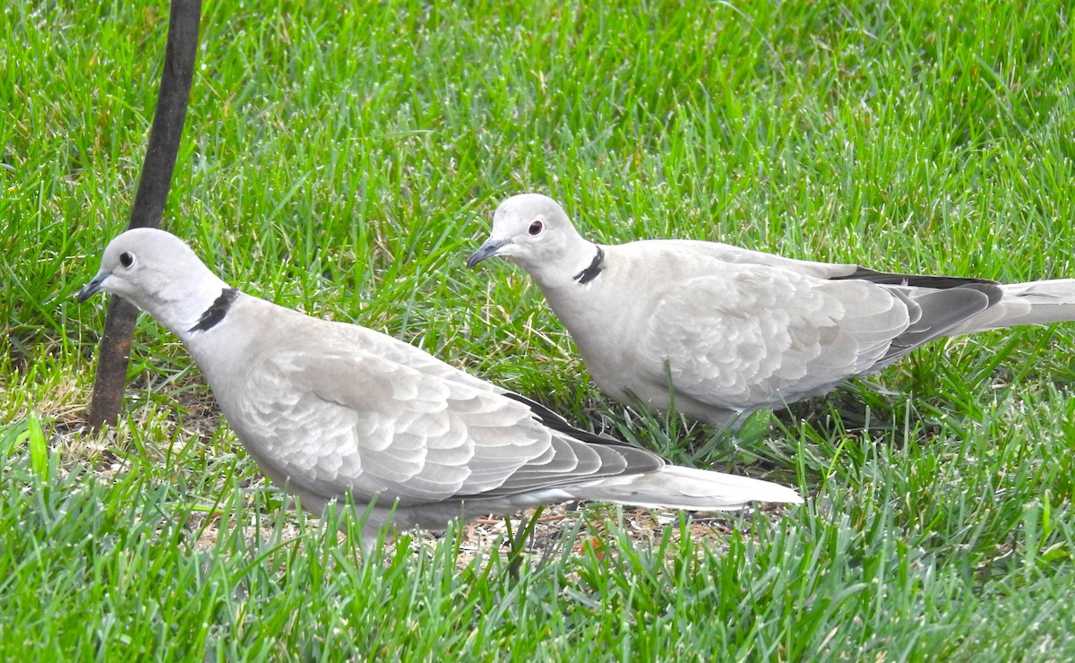 tyrkerdue - ML590527641