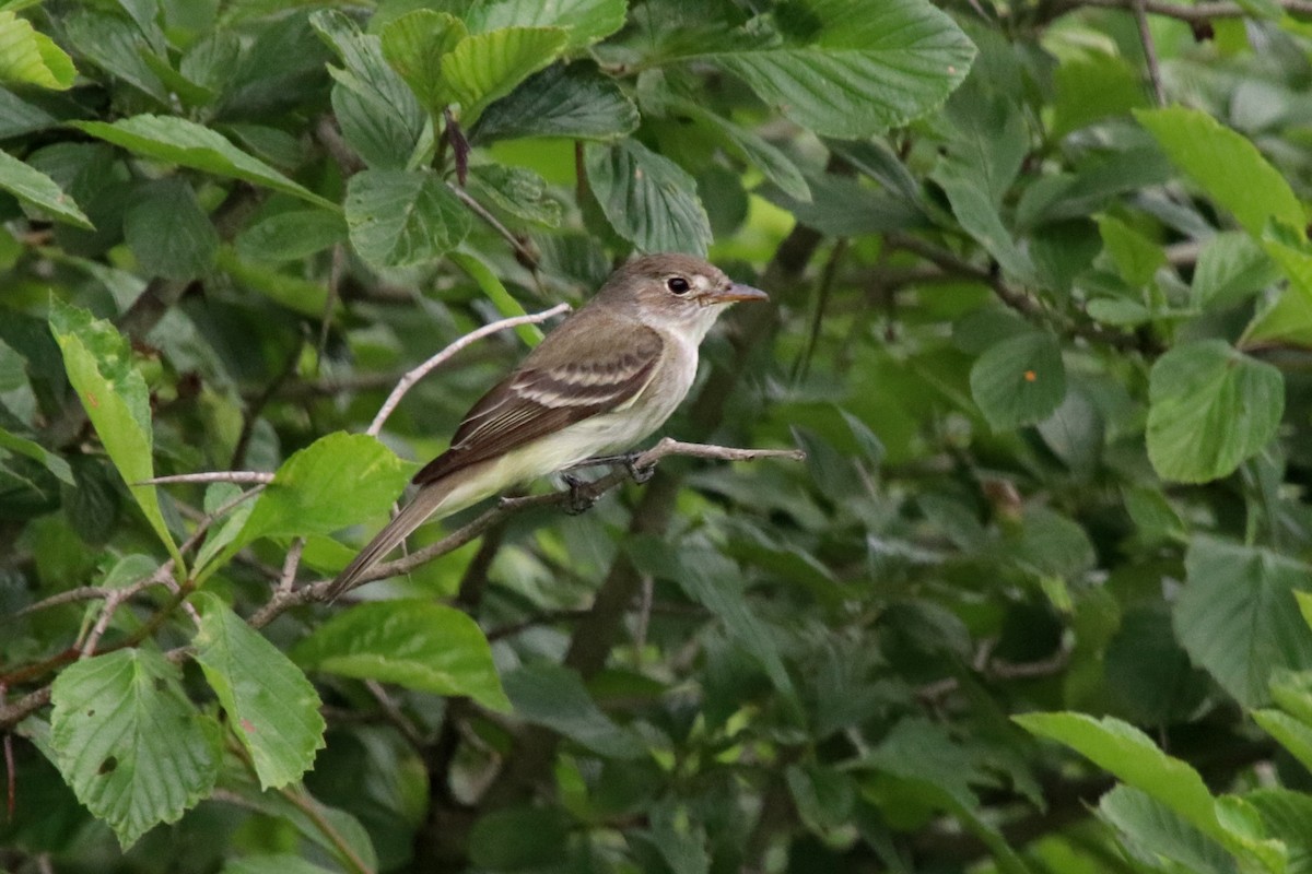 Willow Flycatcher - Chad Fike