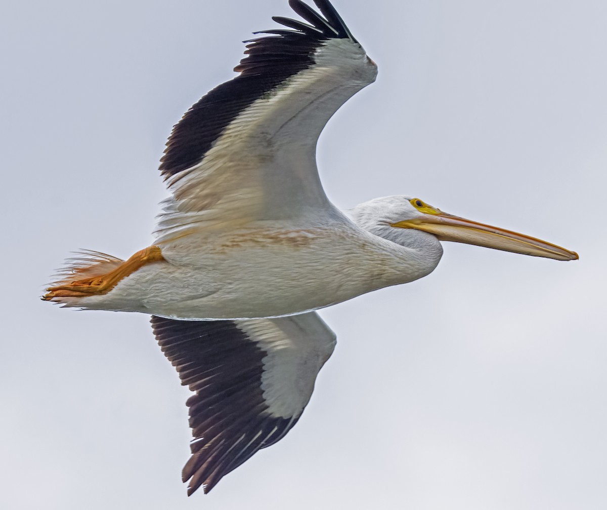 American White Pelican - Mark  Herbert