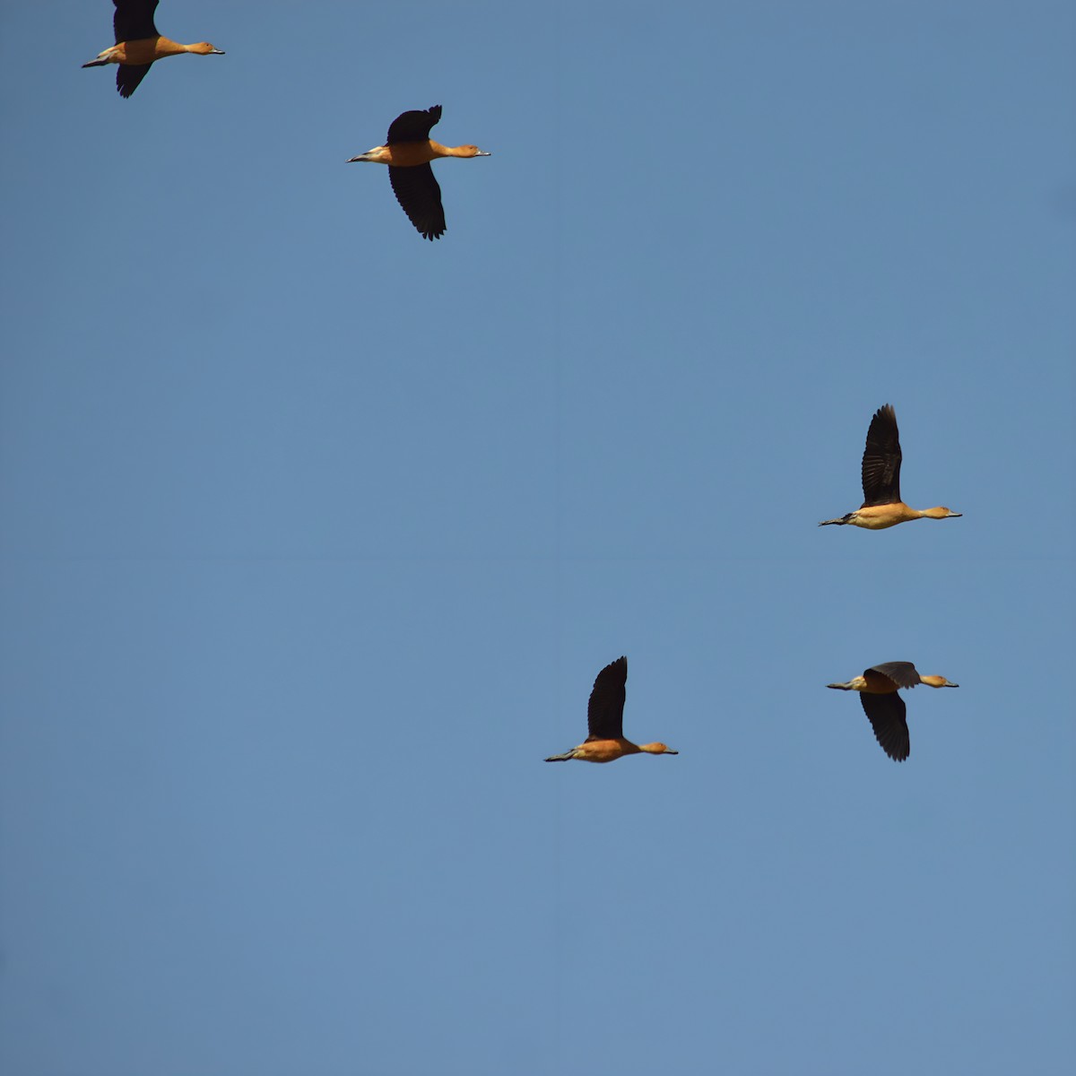 Fulvous Whistling-Duck - ML590528351