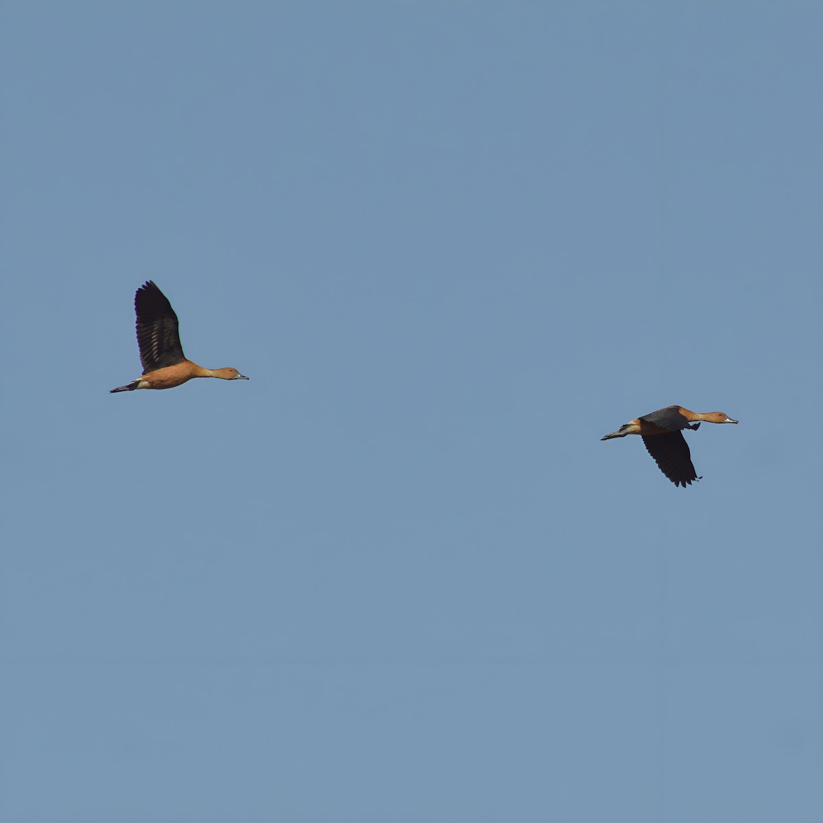 Fulvous Whistling-Duck - Pedro Rocha