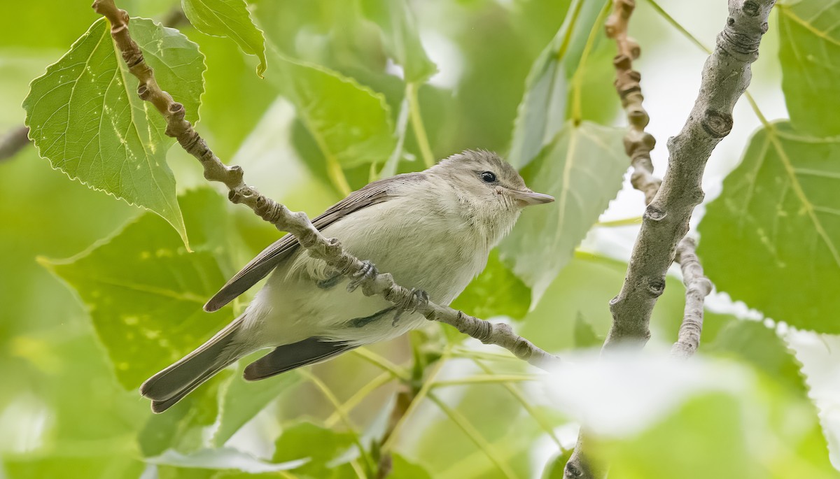 Warbling Vireo - Mark  Herbert