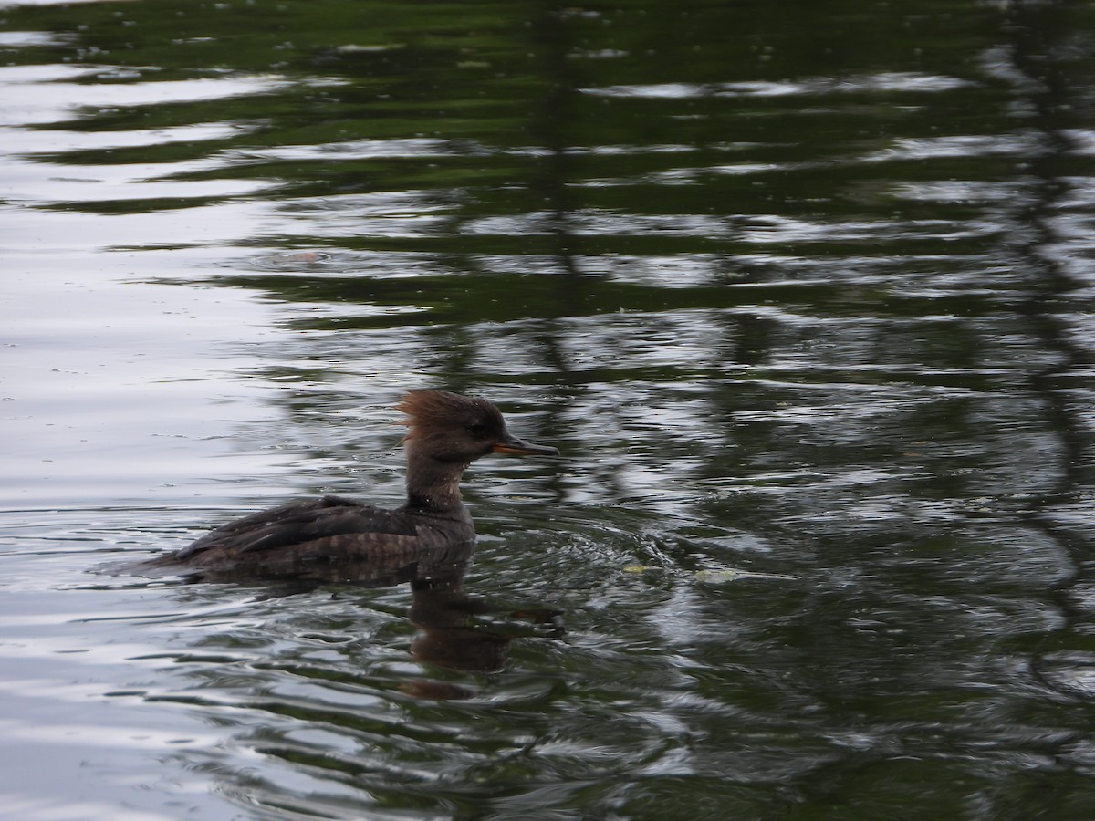 Hooded Merganser - ML590528871