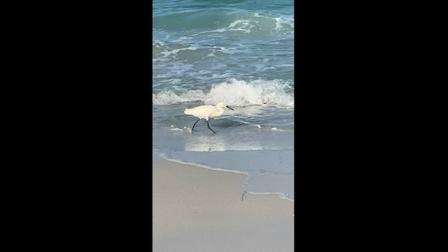 Snowy Egret - ML590529021