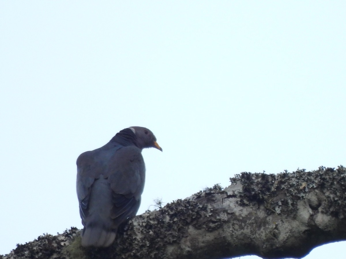 Band-tailed Pigeon - Ramesh R