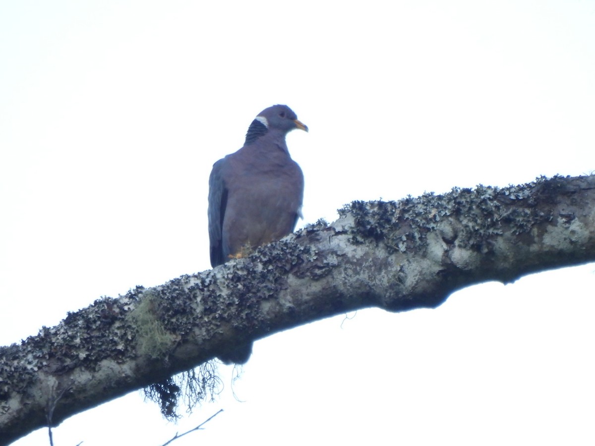 Band-tailed Pigeon - Ramesh R