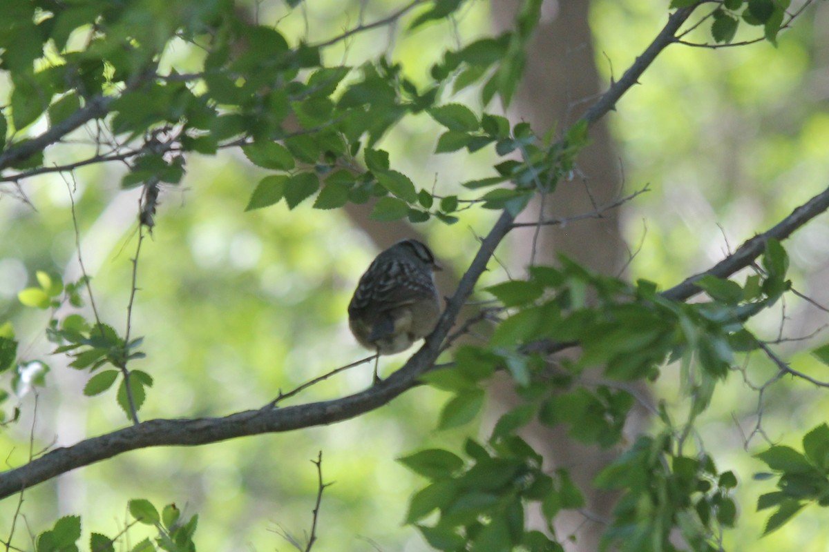 White-crowned Sparrow - Doug Kibbe