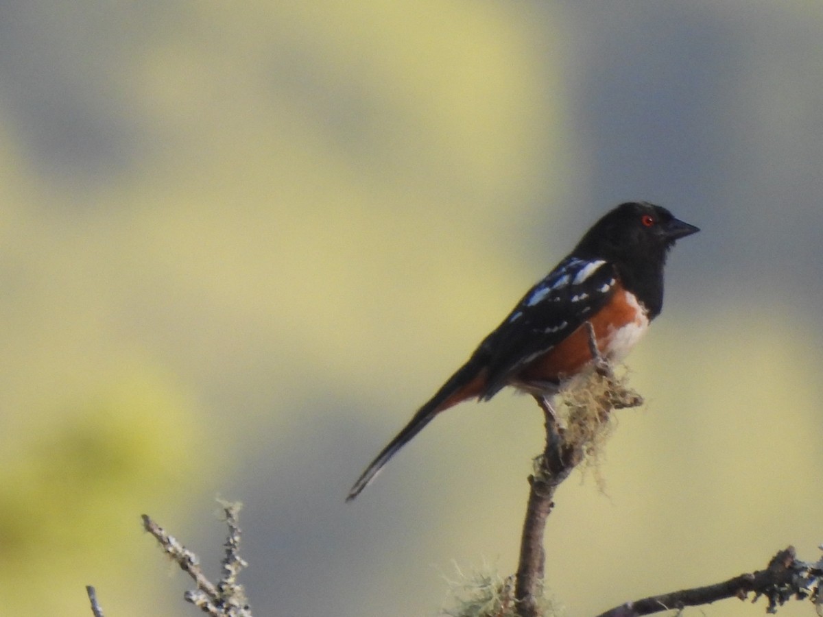 Spotted Towhee - Ramesh R