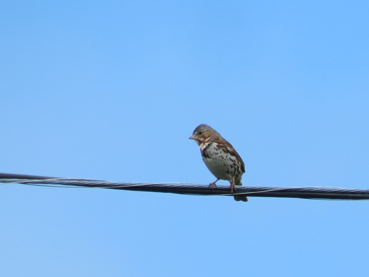 Fox Sparrow - Elisabeth Delisle