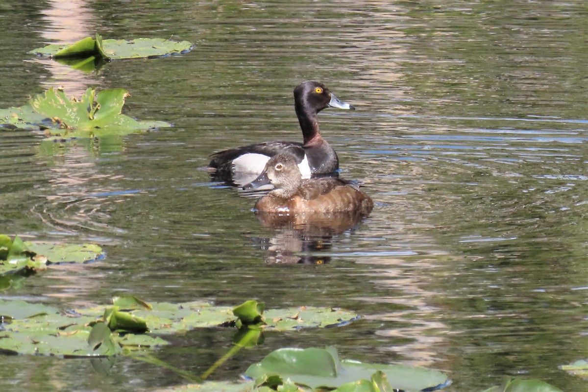 Ring-necked Duck - Del Nelson