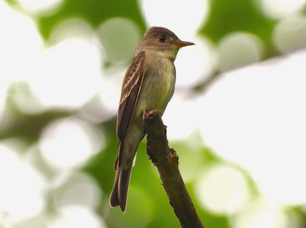 Eastern Wood-Pewee - ML590530801