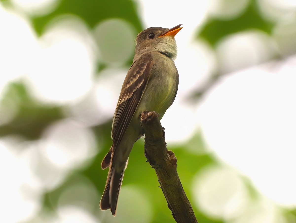 Eastern Wood-Pewee - ML590530811
