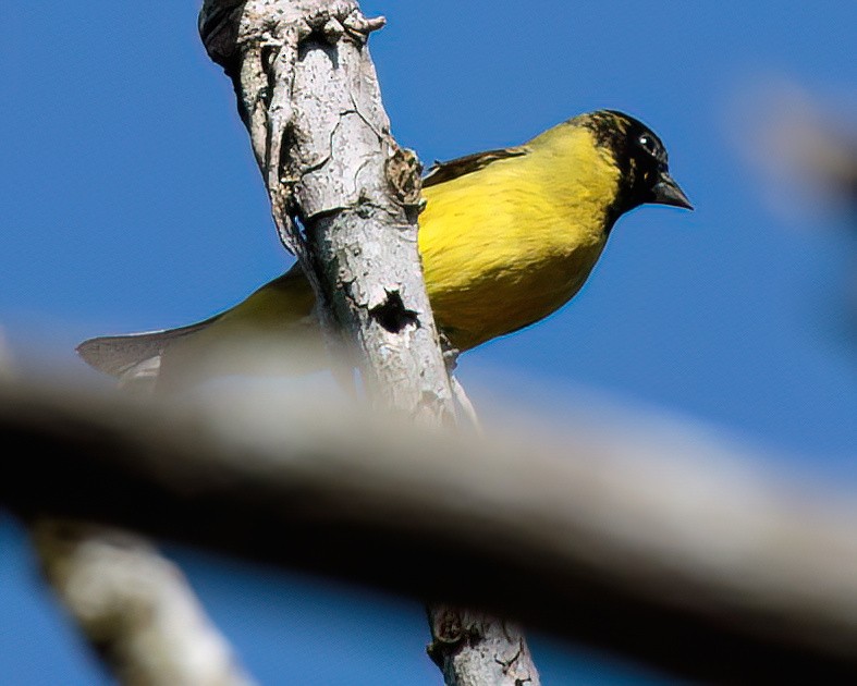 Hooded Siskin - ML590531301