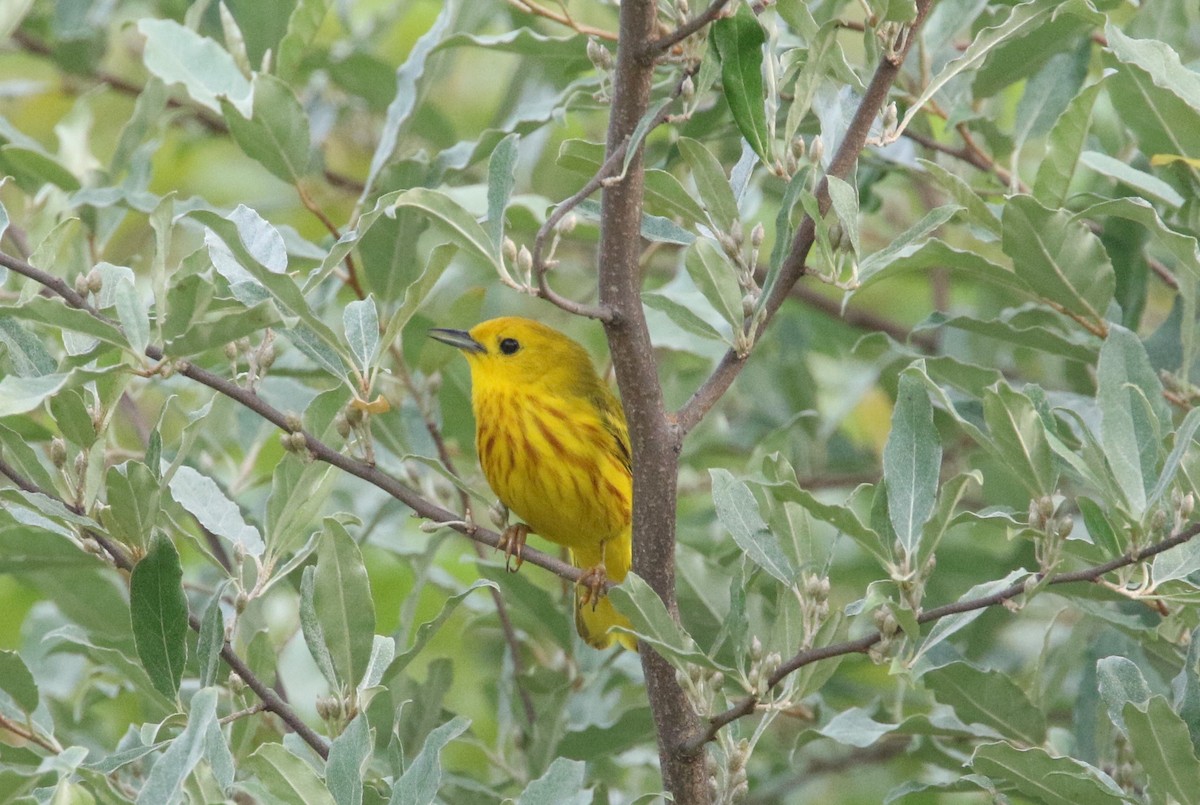 Yellow Warbler - ML590531541