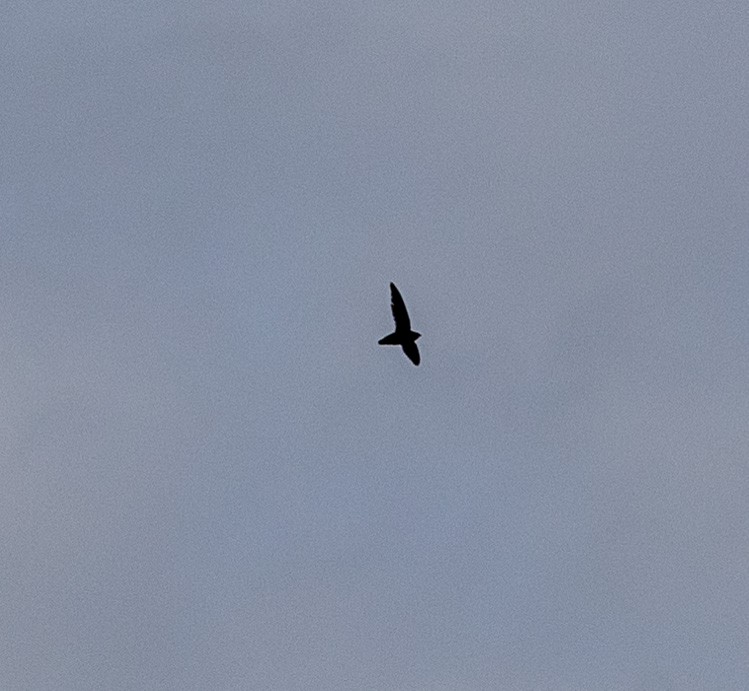 Chimney Swift - ML590532031