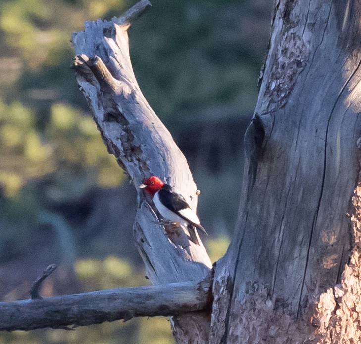 Red-headed Woodpecker - ML590533291