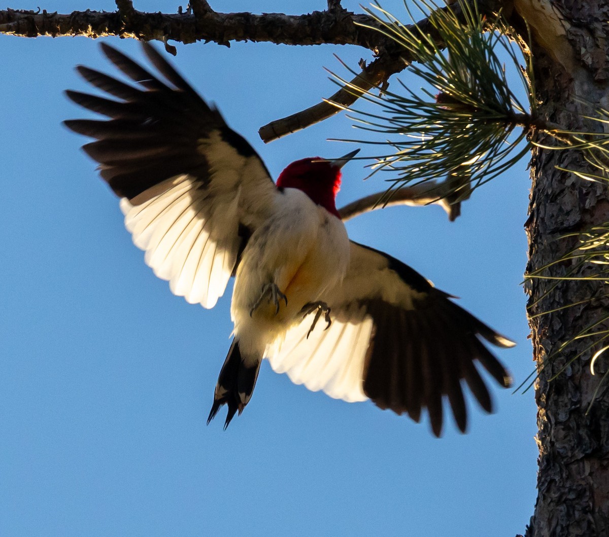 Red-headed Woodpecker - ML590533321