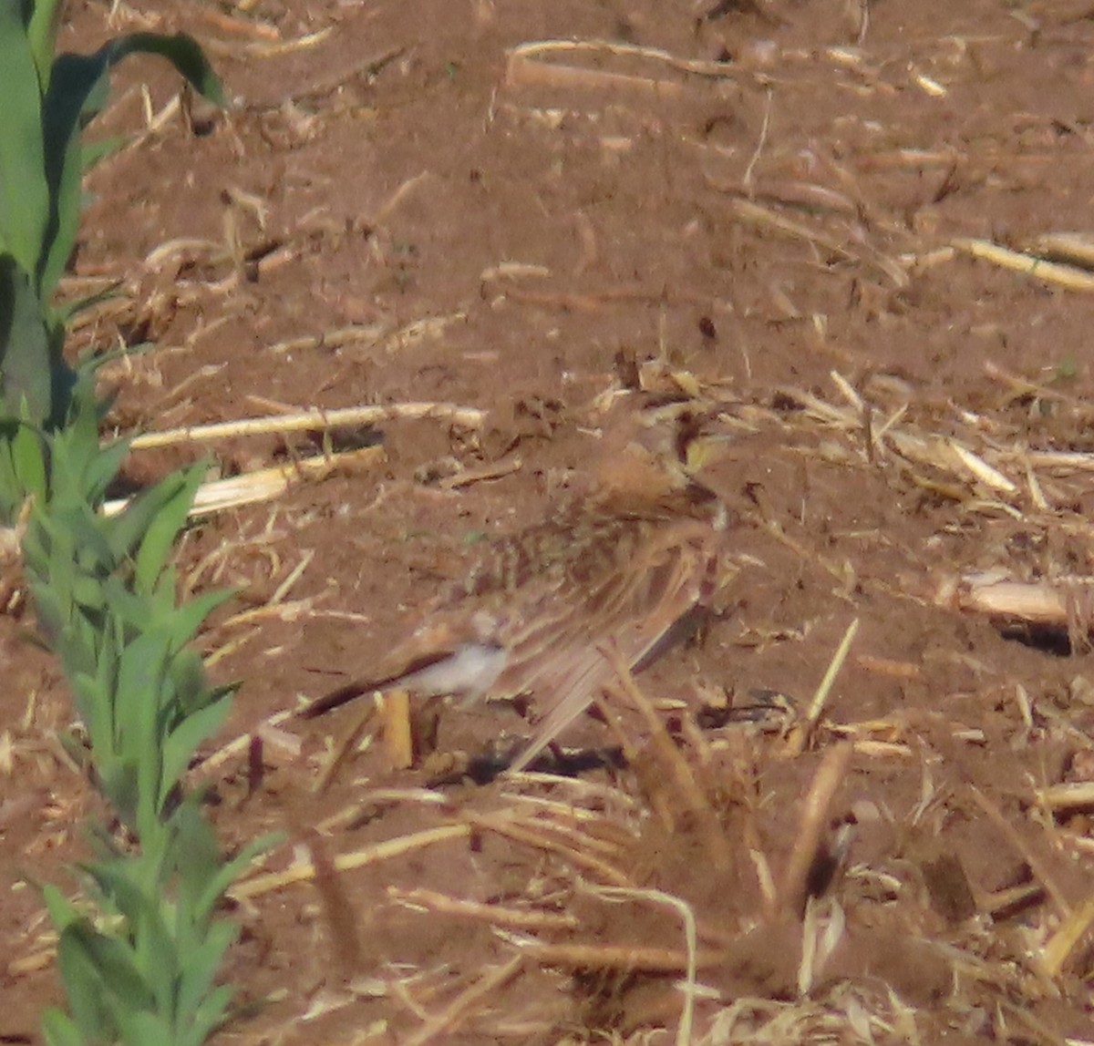 Horned Lark - ML590535271