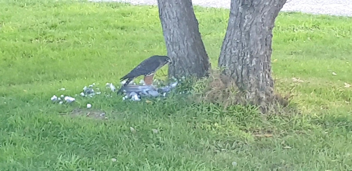 New Zealand Falcon - ML590535581