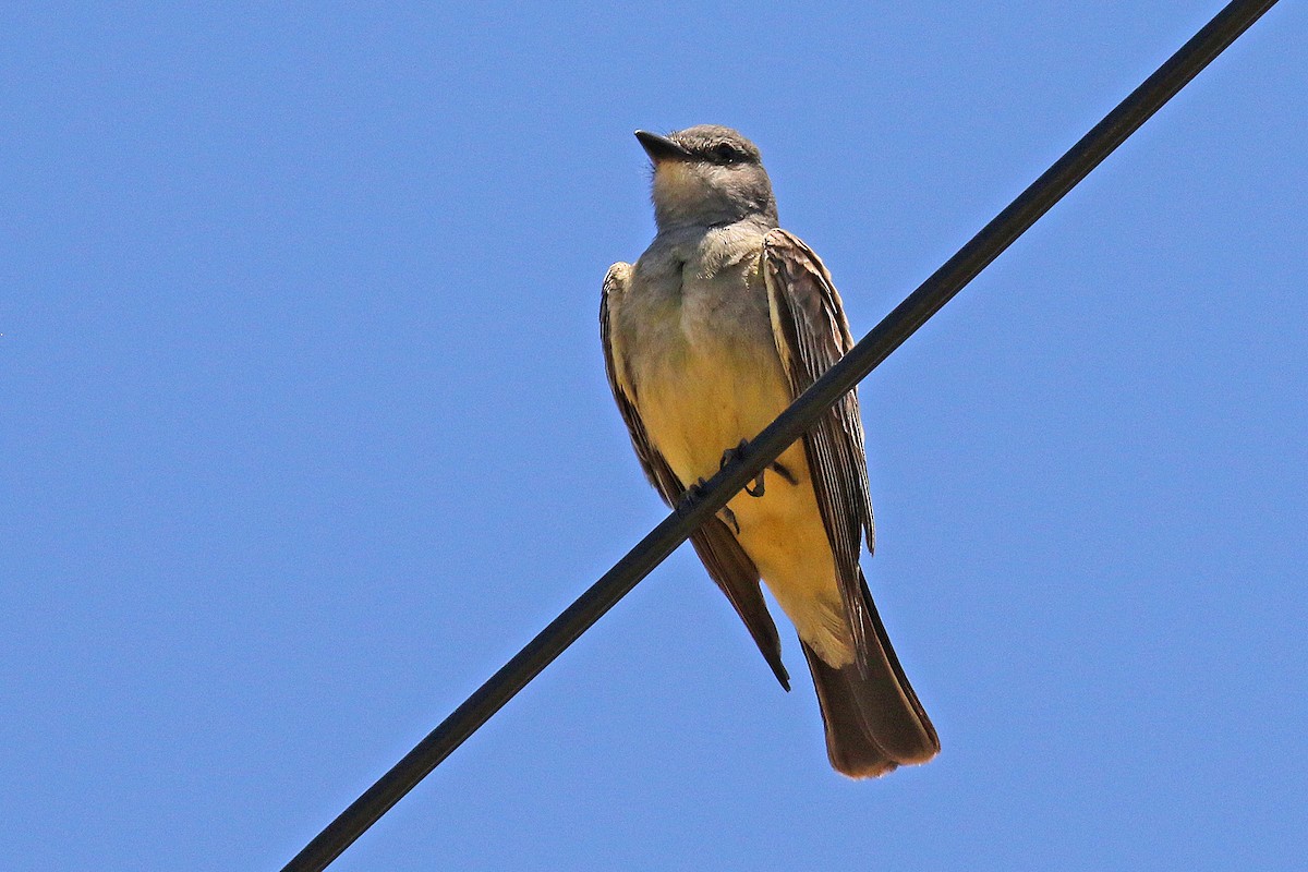 Cassin's Kingbird - Joan Tisdale