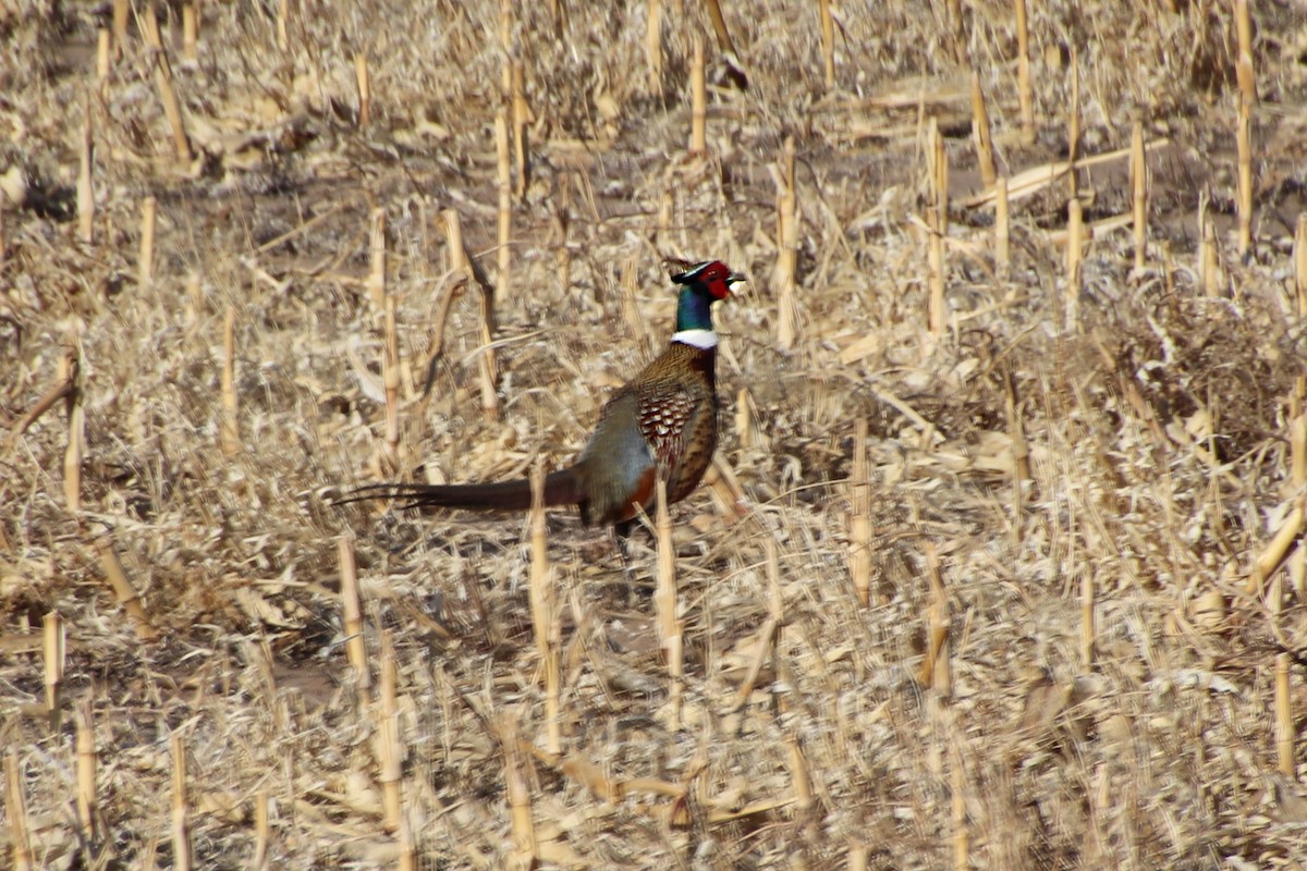 Ring-necked Pheasant - Chad Fike