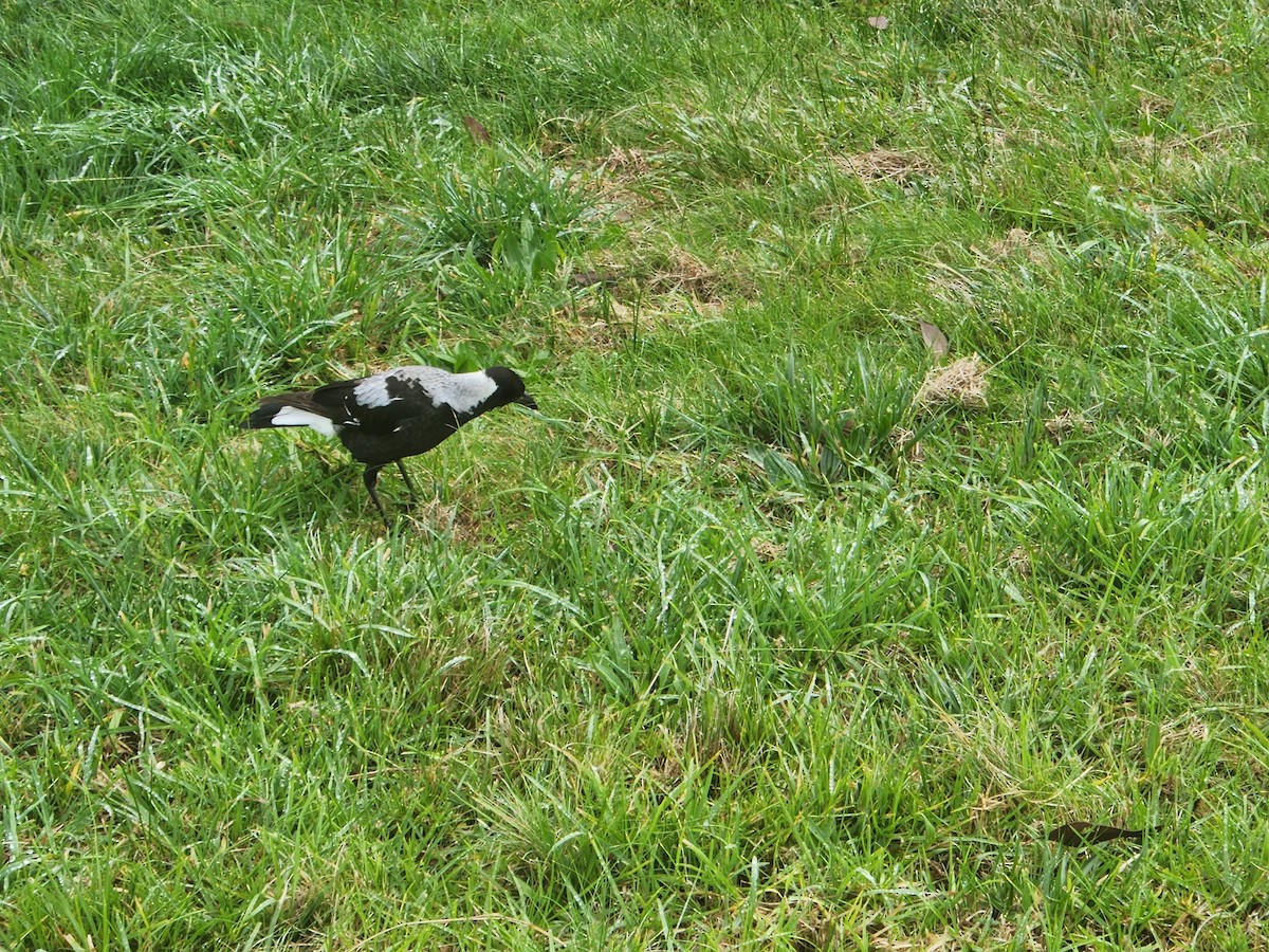 Australian Magpie (Black-backed x White-backed) - ML590538051