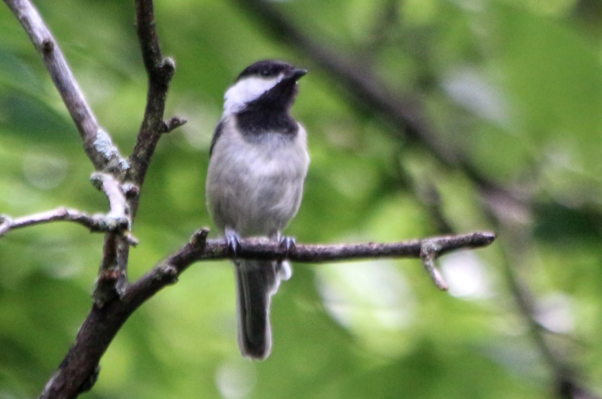 Black-capped Chickadee - ML590538591