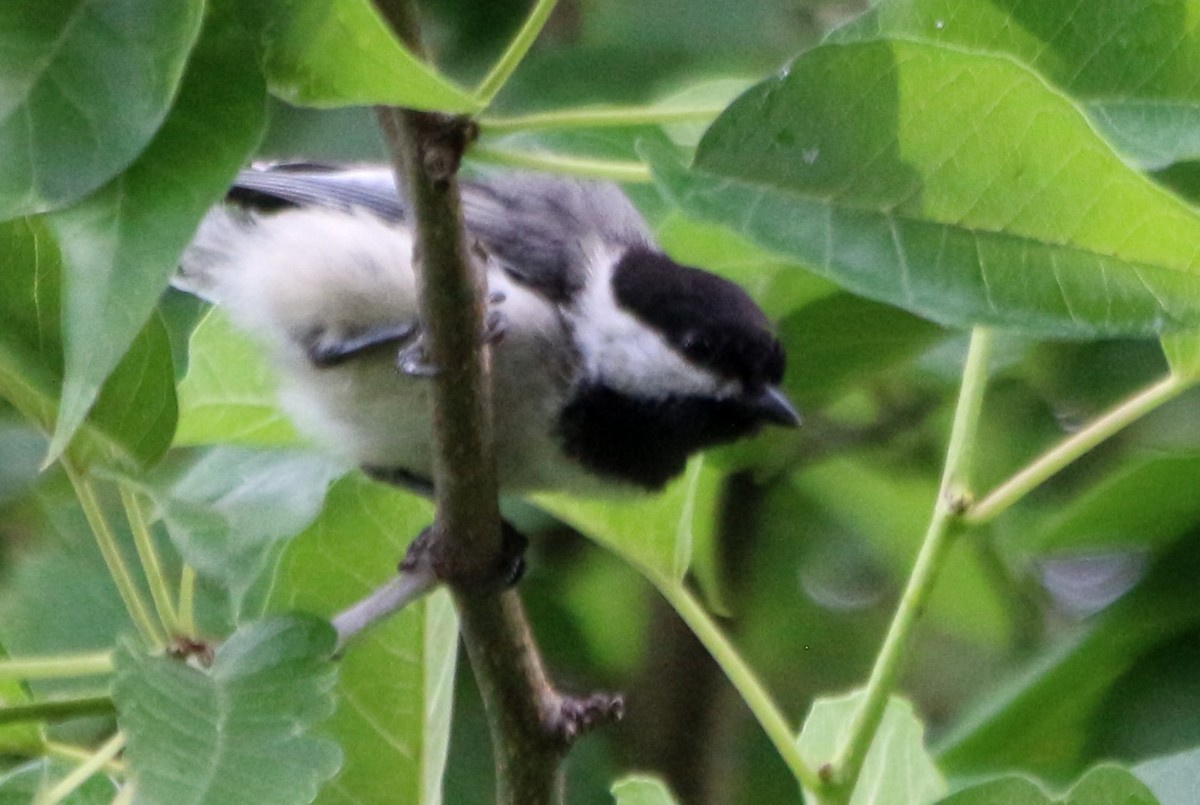 Black-capped Chickadee - ML590538611