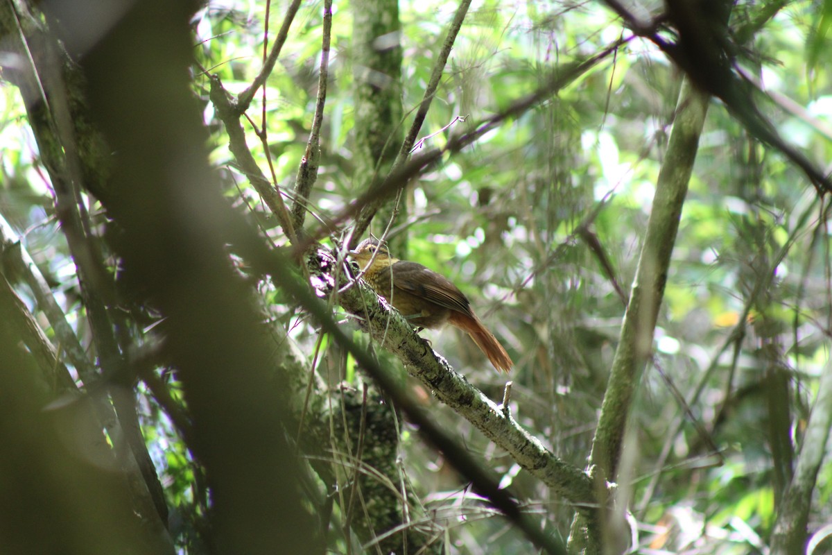 Fawn-throated Foliage-gleaner - ML590538901