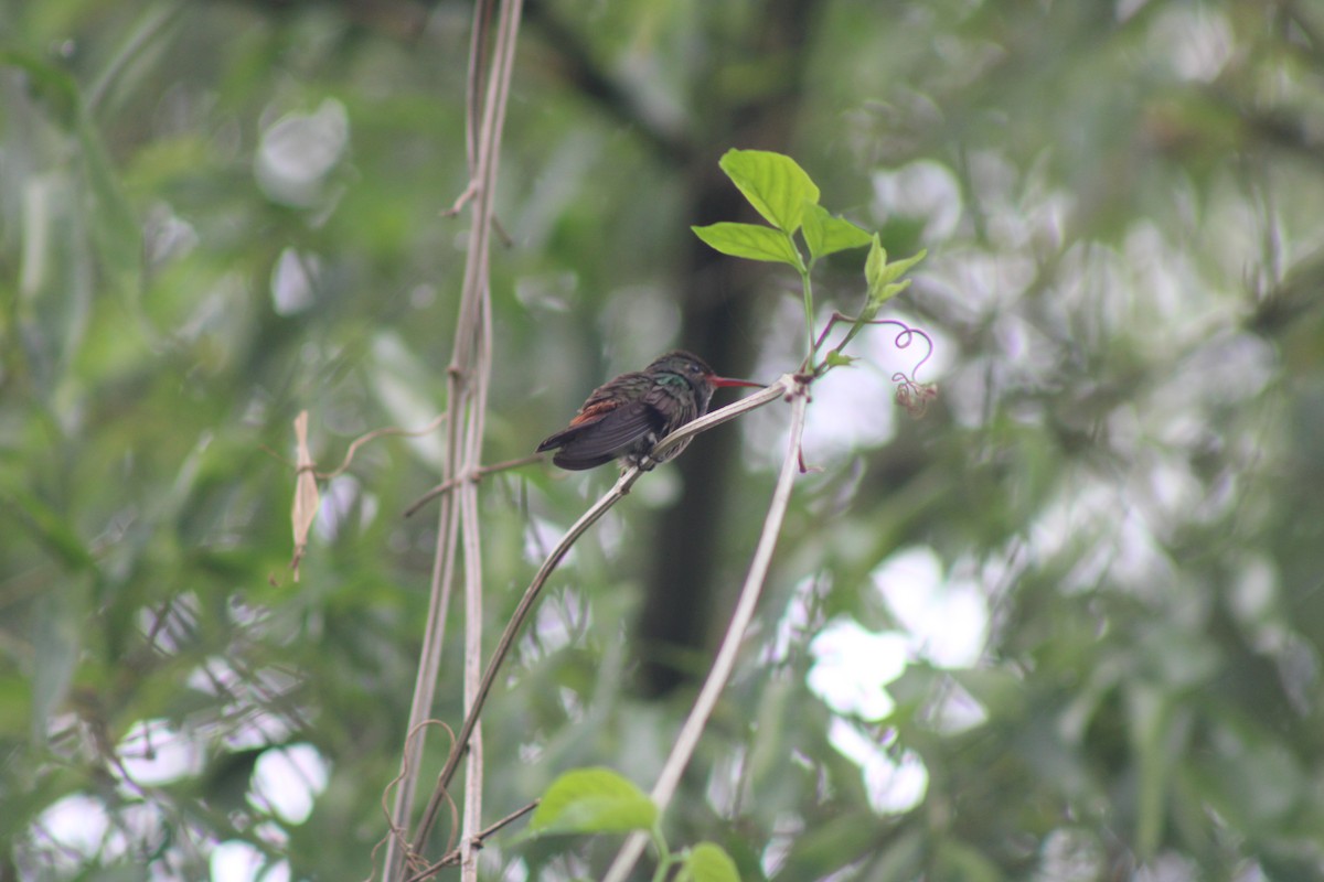 Rufous-tailed Hummingbird - ML590539431