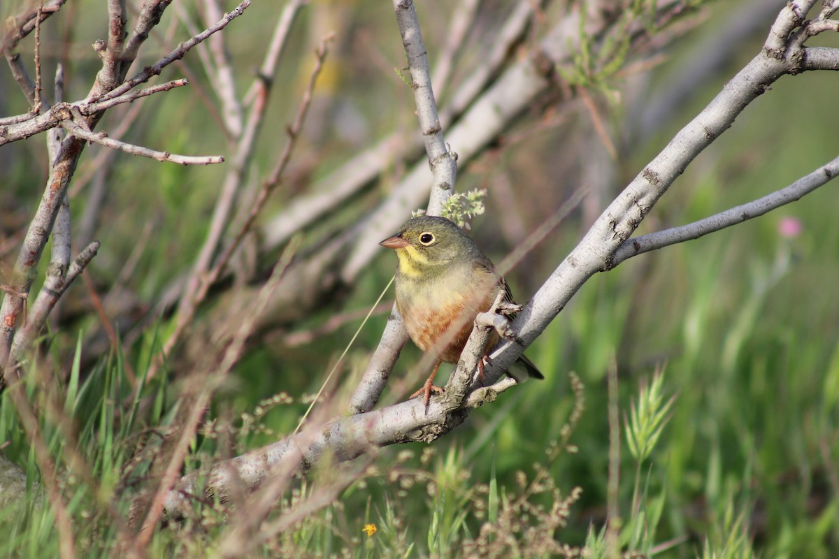 Ortolan Bunting - ML59053981