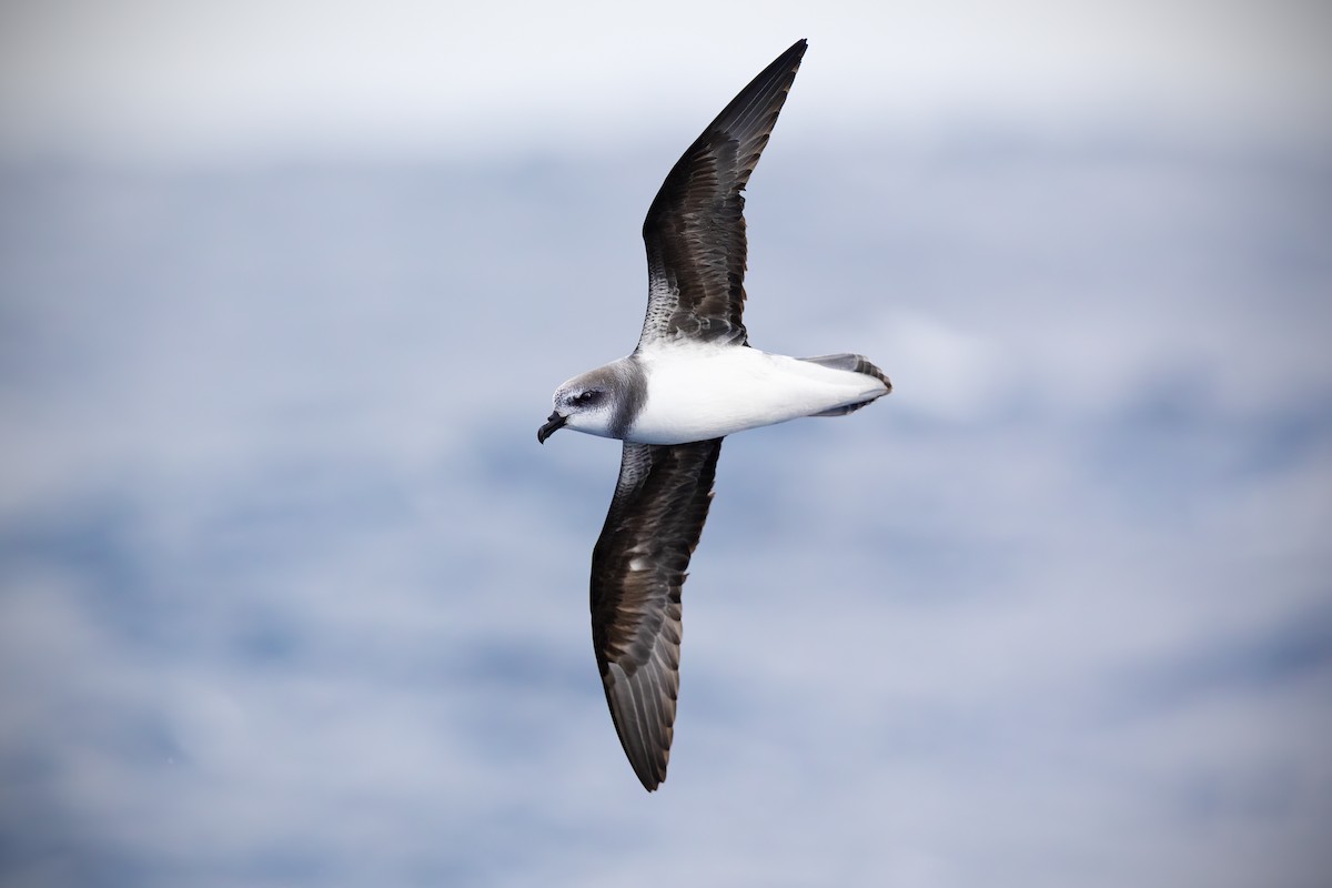 Soft-plumaged Petrel - JJ Harrison