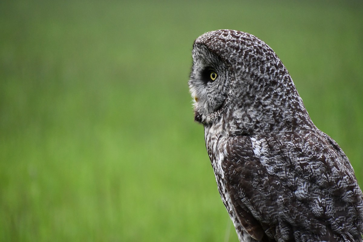 Great Gray Owl - ML590541191
