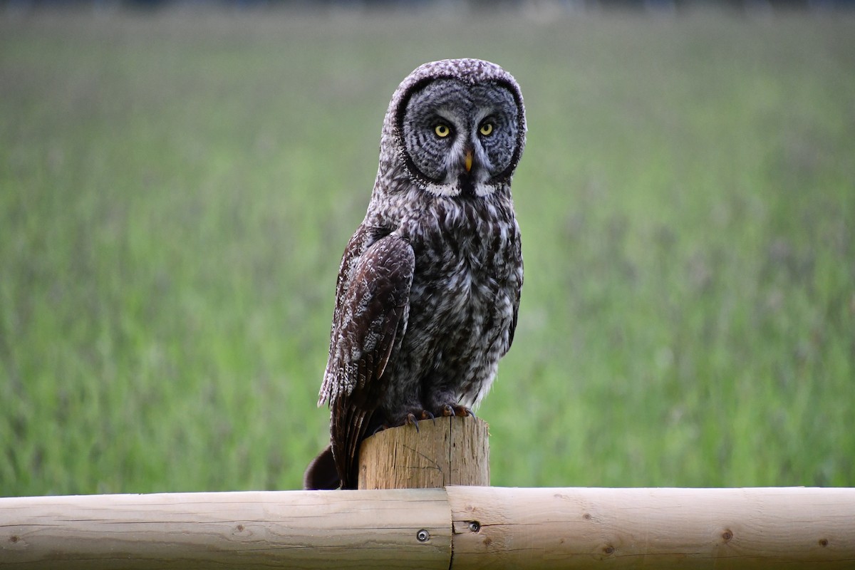 Great Gray Owl - ML590541291