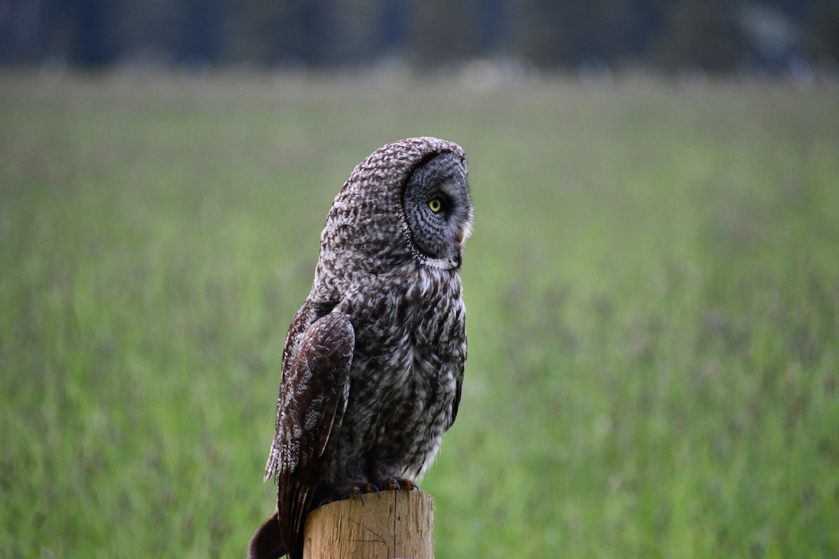 Great Gray Owl - ML590541331