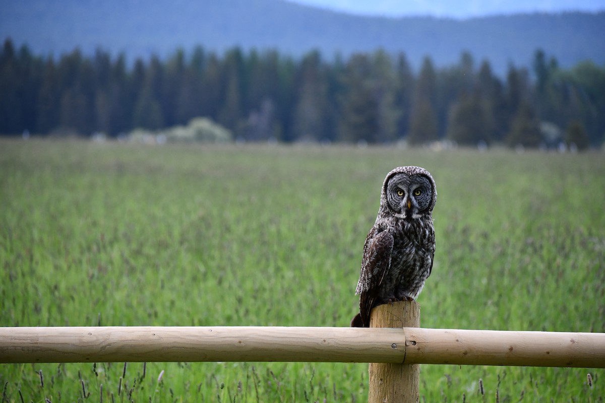 Great Gray Owl - ML590541371