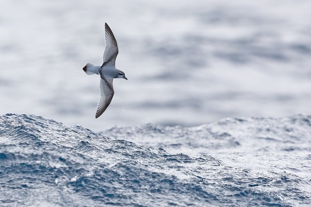 Antarctic Prion - ML590541651