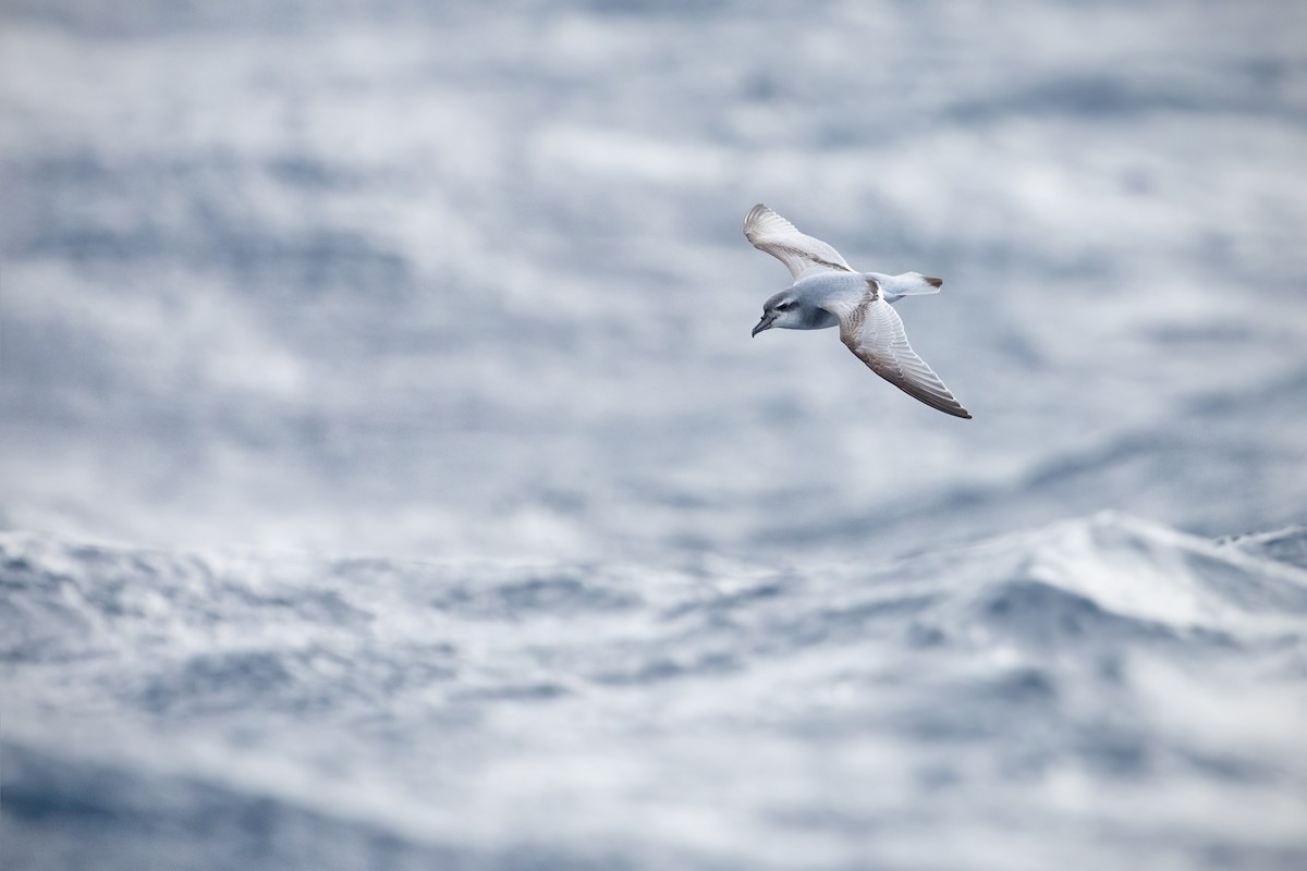 Antarctic Prion - ML590541661