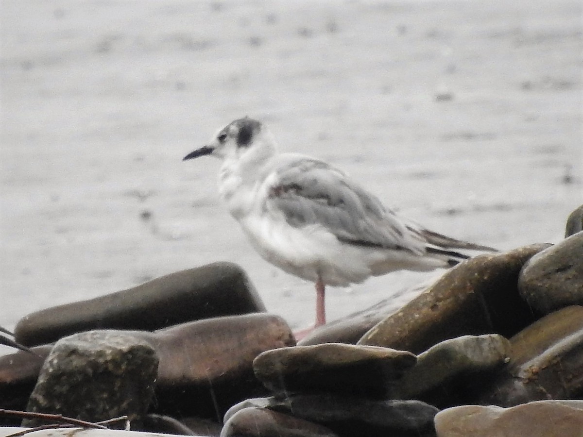 Bonaparte's Gull - ML590541931