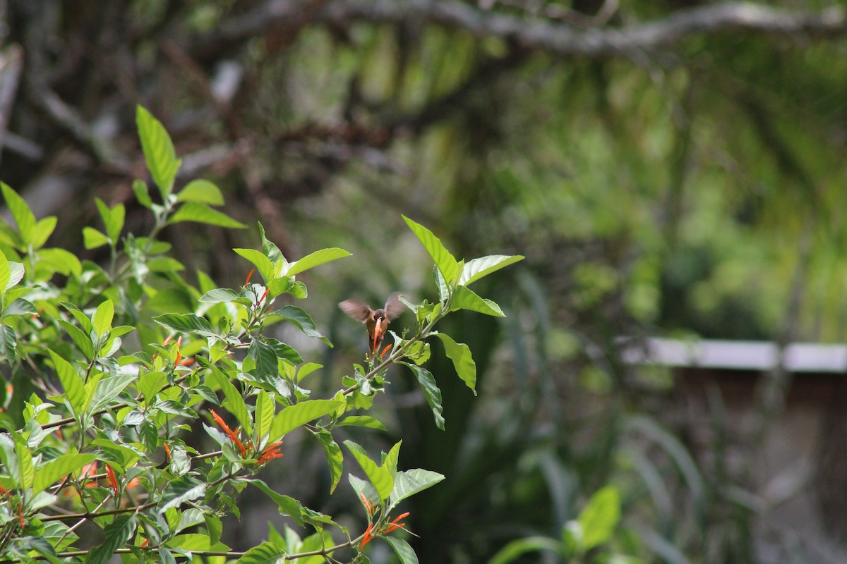 Пестрогорлый колибри-отшельник - ML590542381
