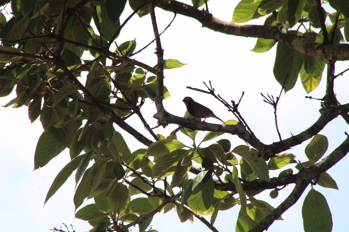 Yellow-faced Grassquit - ML590542461